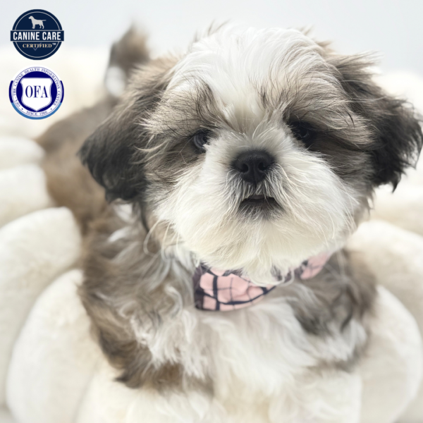 Henry - Shih Tzu - Image 1