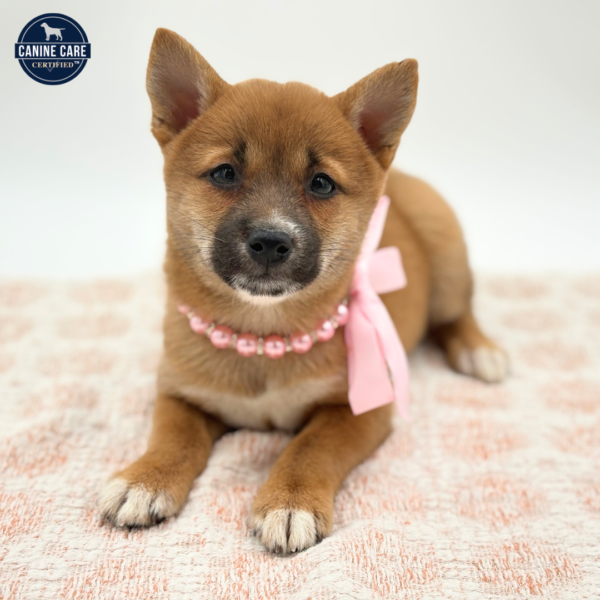 Yuki - Shiba Inu - Image 3