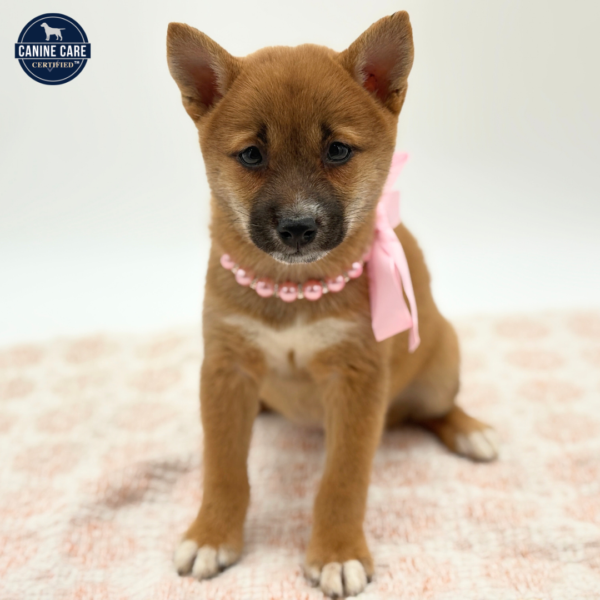 Yuki - Shiba Inu - Image 4