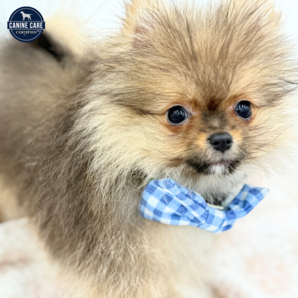 Ziggy - Pomeranian - Image 1