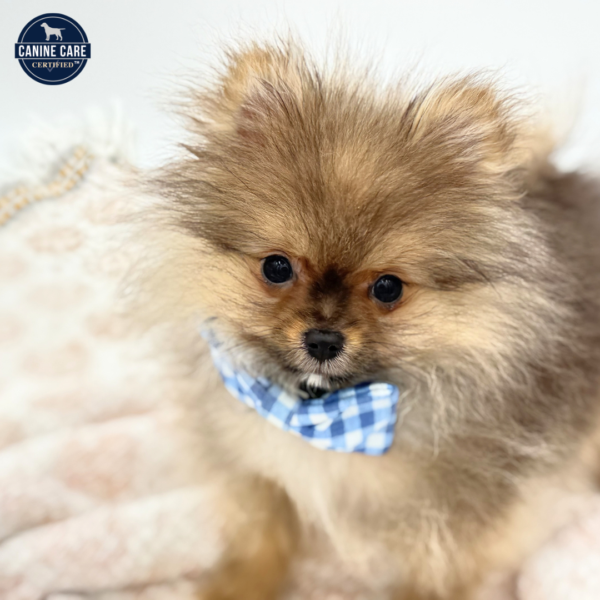 Ziggy - Pomeranian - Image 3