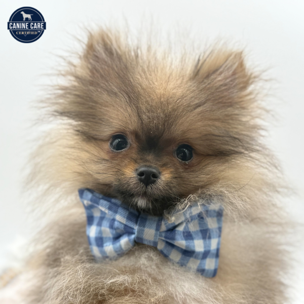 Ziggy - Pomeranian - Image 2
