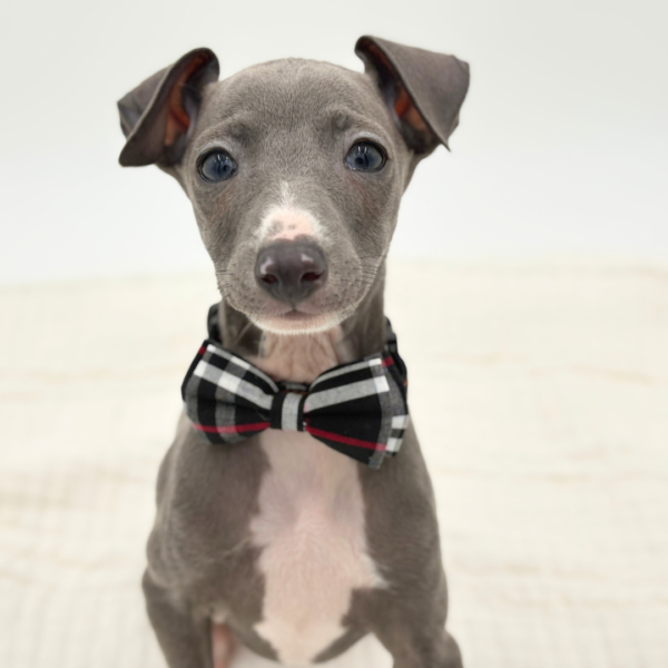 Arlo - Italian Greyhound - Image 1