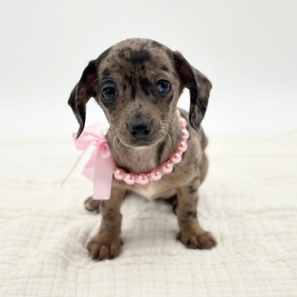 Valenna - Chiweenie - Image 4