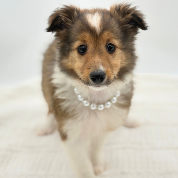 Anna-Marie - Shetland Sheepdog - Image 2