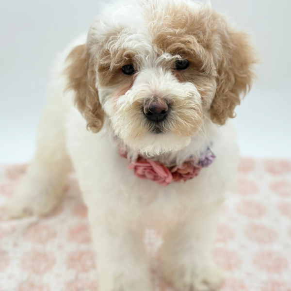 Lucy - Goldendoodle Mini 2nd Gen - Image 2