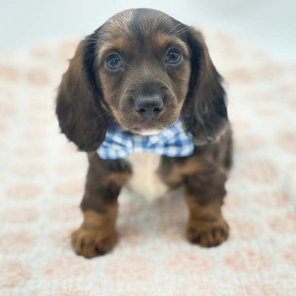 Erik - Dachshund - Image 1