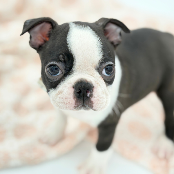Spud - Boston Terrier - Image 4