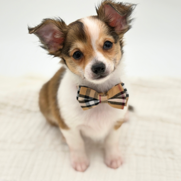 Flaco - Chihuahua - Image 4