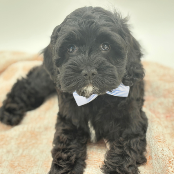 Lumen - Cock A Poo - Image 2