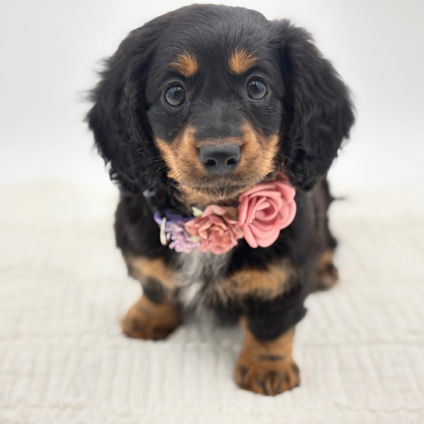 Felicity - Dachshund - Image 2