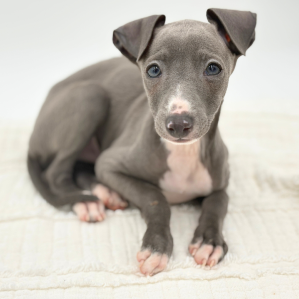Arlo - Italian Greyhound - Image 2