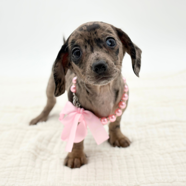 Valenna - Chiweenie - Image 1