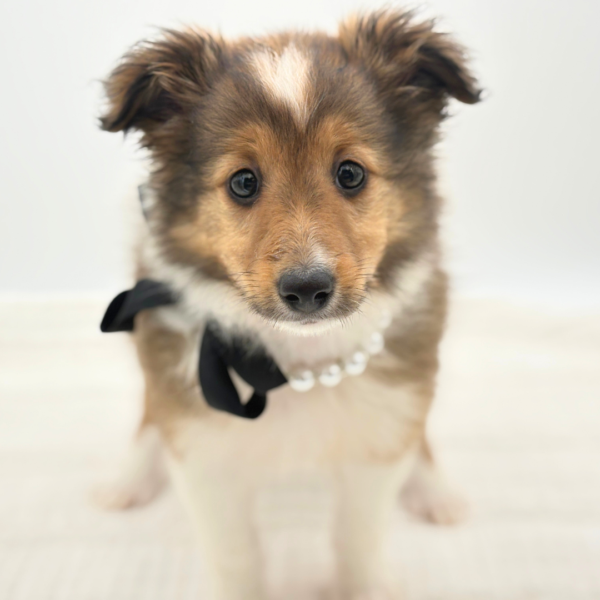 Anna-Marie - Shetland Sheepdog - Image 3