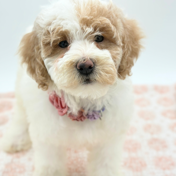 Lucy - Goldendoodle Mini 2nd Gen - Image 1