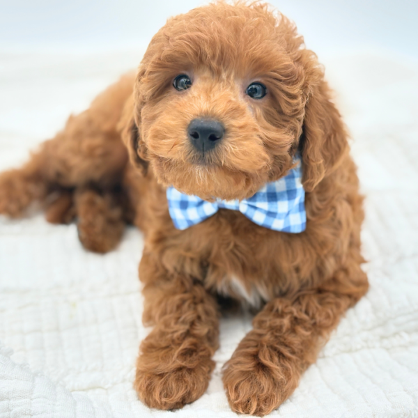 Peter - Goldendoodle Mini F1b - Image 4
