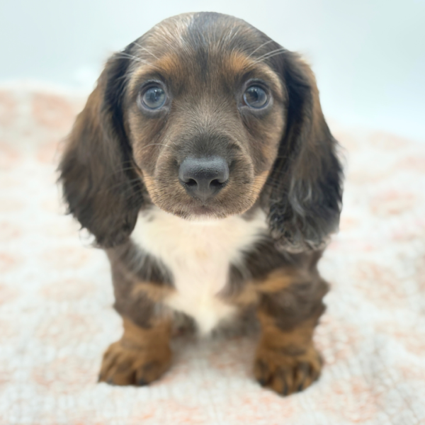 Erik - Dachshund - Image 3