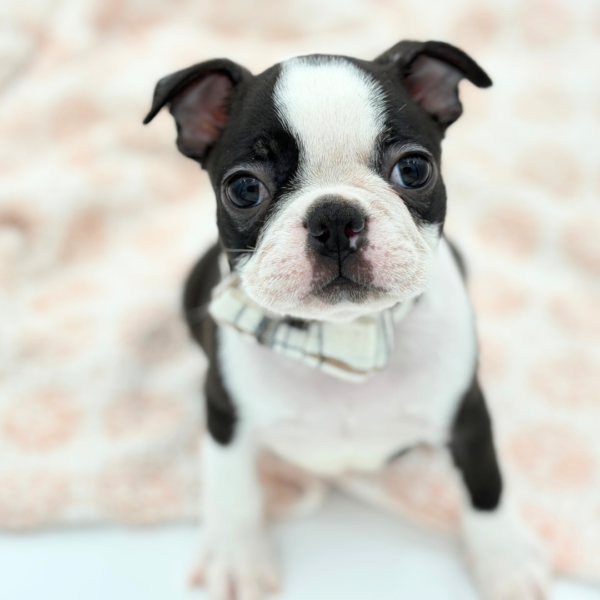 Spud - Boston Terrier - Image 1