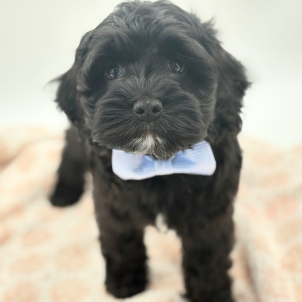 Lumen - Cock A Poo - Image 1