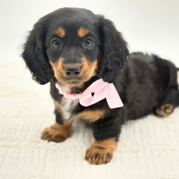 Felicity - Dachshund - Image 3