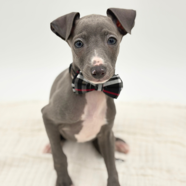 Arlo - Italian Greyhound - Image 3