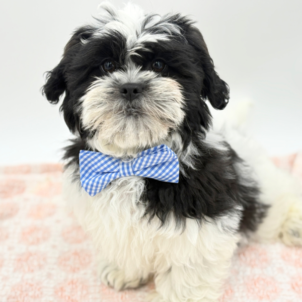 Ronnie - Teddy Bear - Image 1