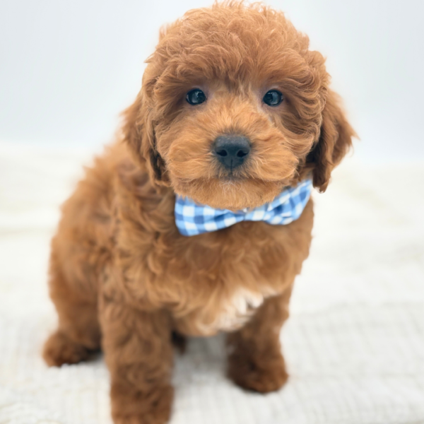 Peter - Goldendoodle Mini F1b - Image 2