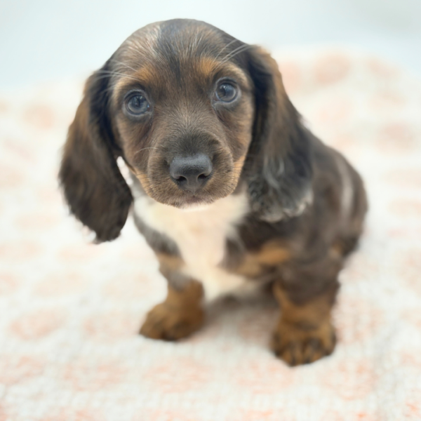 Erik - Dachshund - Image 2