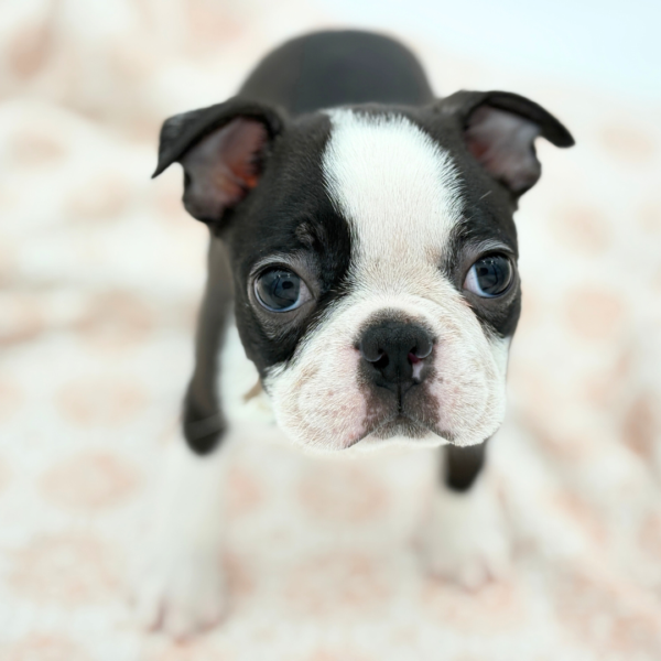 Spud - Boston Terrier - Image 3