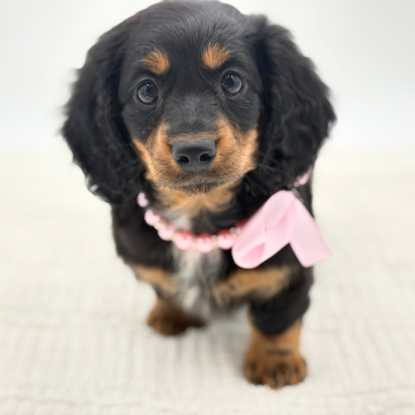 Felicity - Dachshund - Image 4