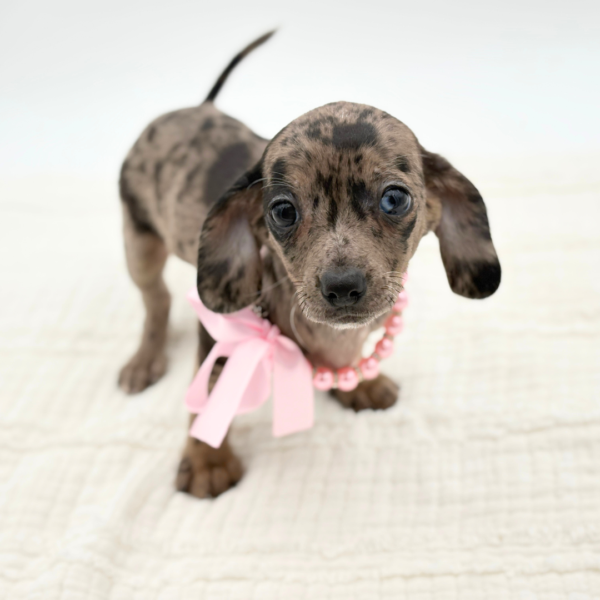 Valenna - Chiweenie - Image 2