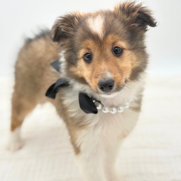 Anna-Marie - Shetland Sheepdog - Image 1