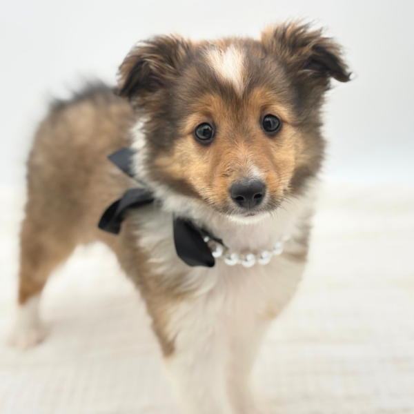 Anna-Marie - Shetland Sheepdog - Image 4