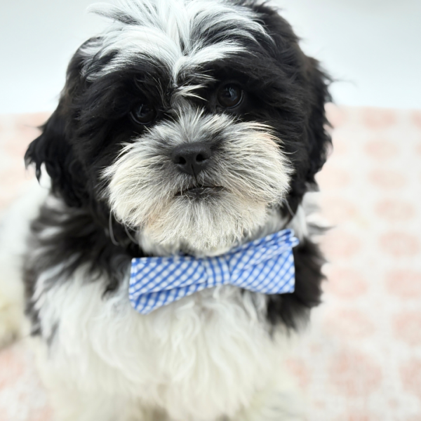 Ronnie - Teddy Bear - Image 2