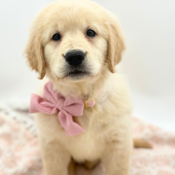 Muffin - Golden Retriever - Image 4
