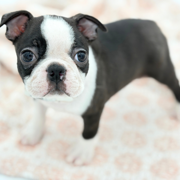 Spud - Boston Terrier - Image 2