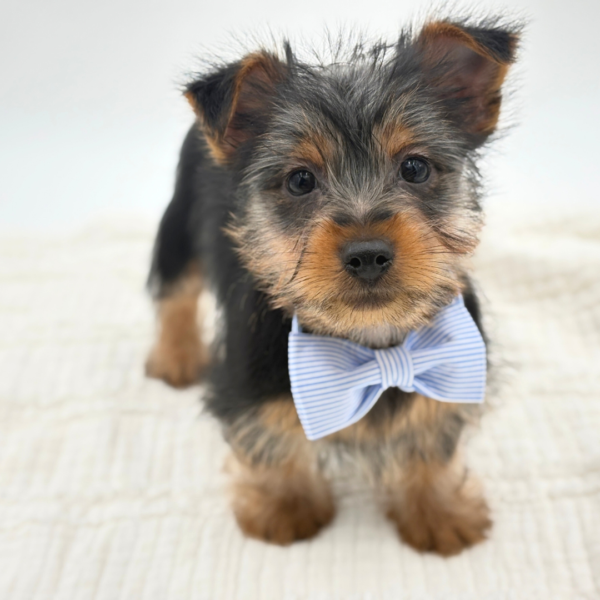 Lucky - Silky Terrier - Image 5