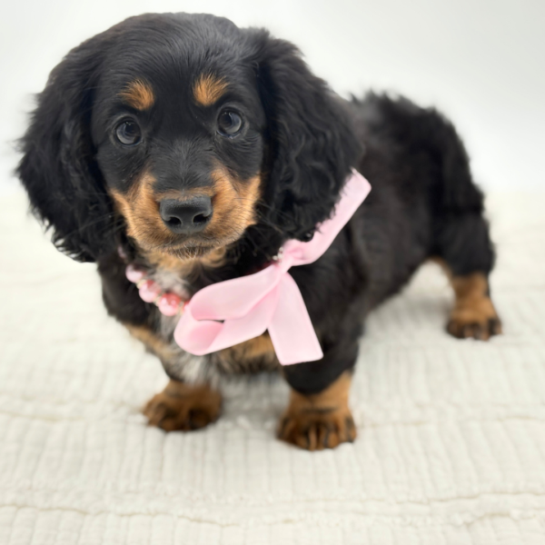 Felicity - Dachshund - Image 5