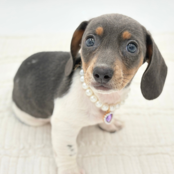 Pearl - Dachshund - Image 1