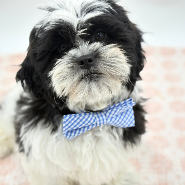 Ronnie - Teddy Bear - Image 3