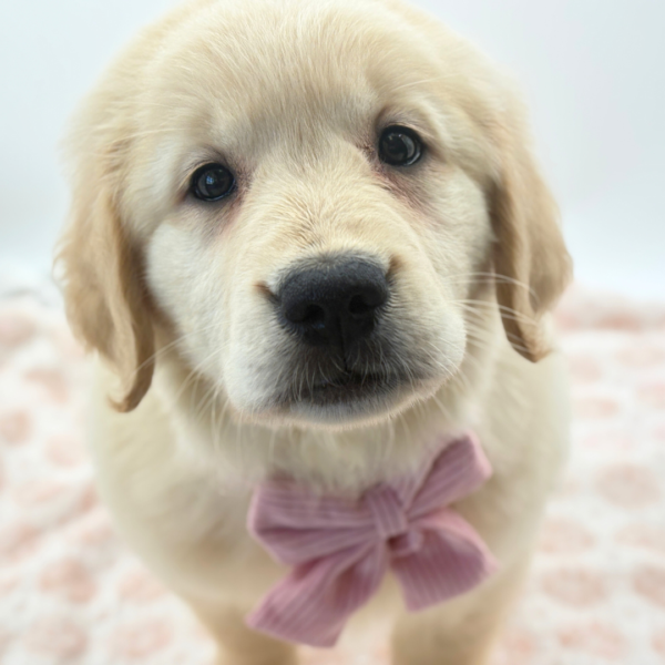 Muffin - Golden Retriever - Image 1