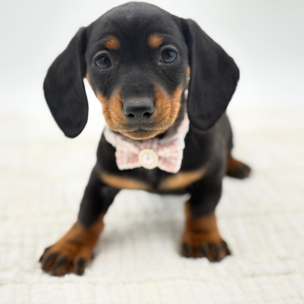Charlotte - Dachshund - Image 2