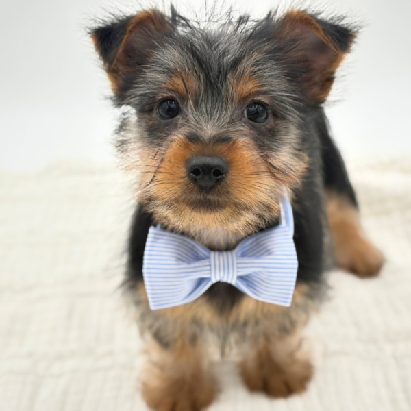 Lucky - Silky Terrier - Image 1