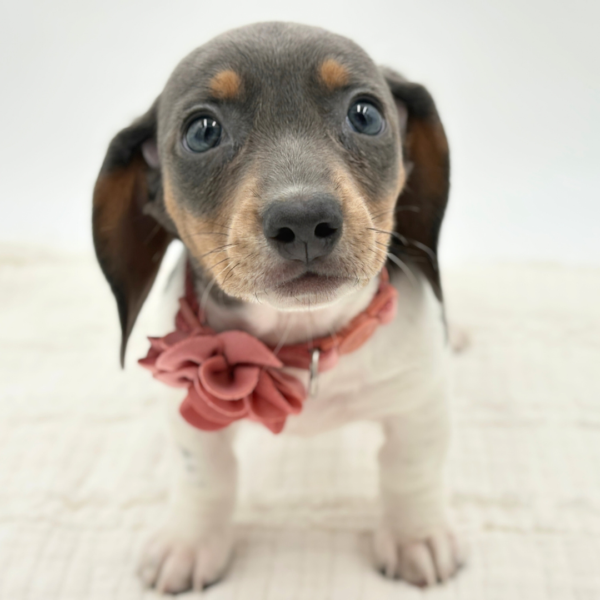 Pearl - Dachshund - Image 5