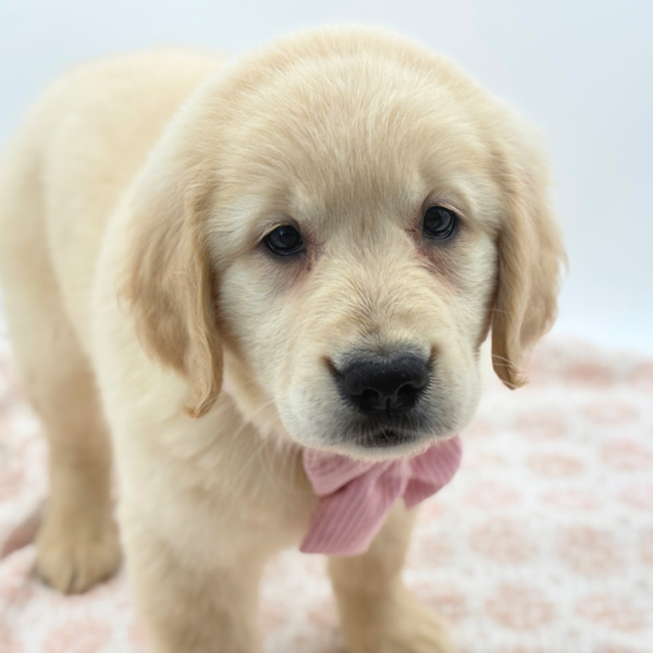 Muffin - Golden Retriever - Image 3
