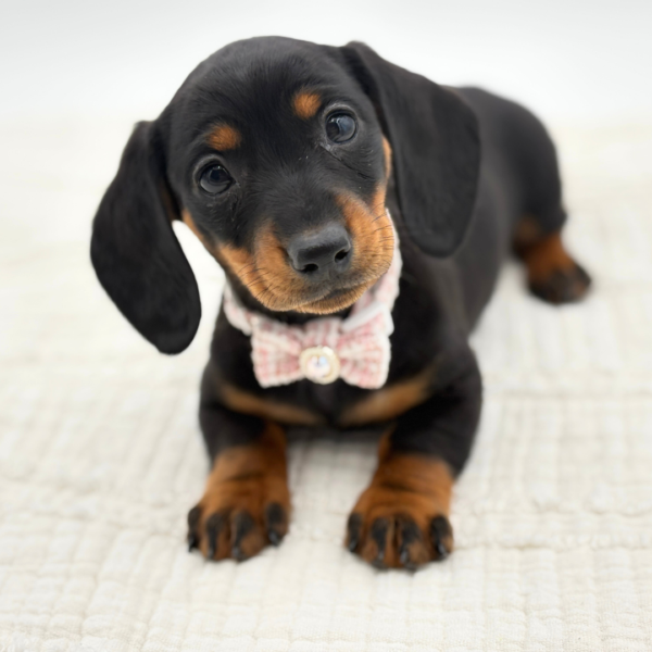 Charlotte - Dachshund - Image 1