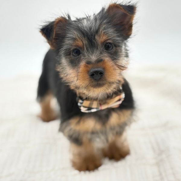 Lucky - Silky Terrier - Image 3