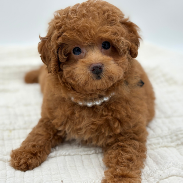 Bella - Poodle Mini - Image 4