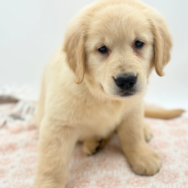 Muffin - Golden Retriever - Image 2