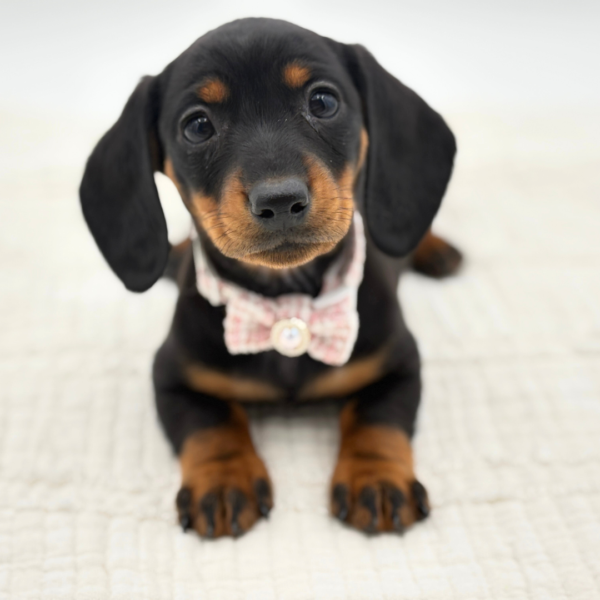 Charlotte - Dachshund - Image 3